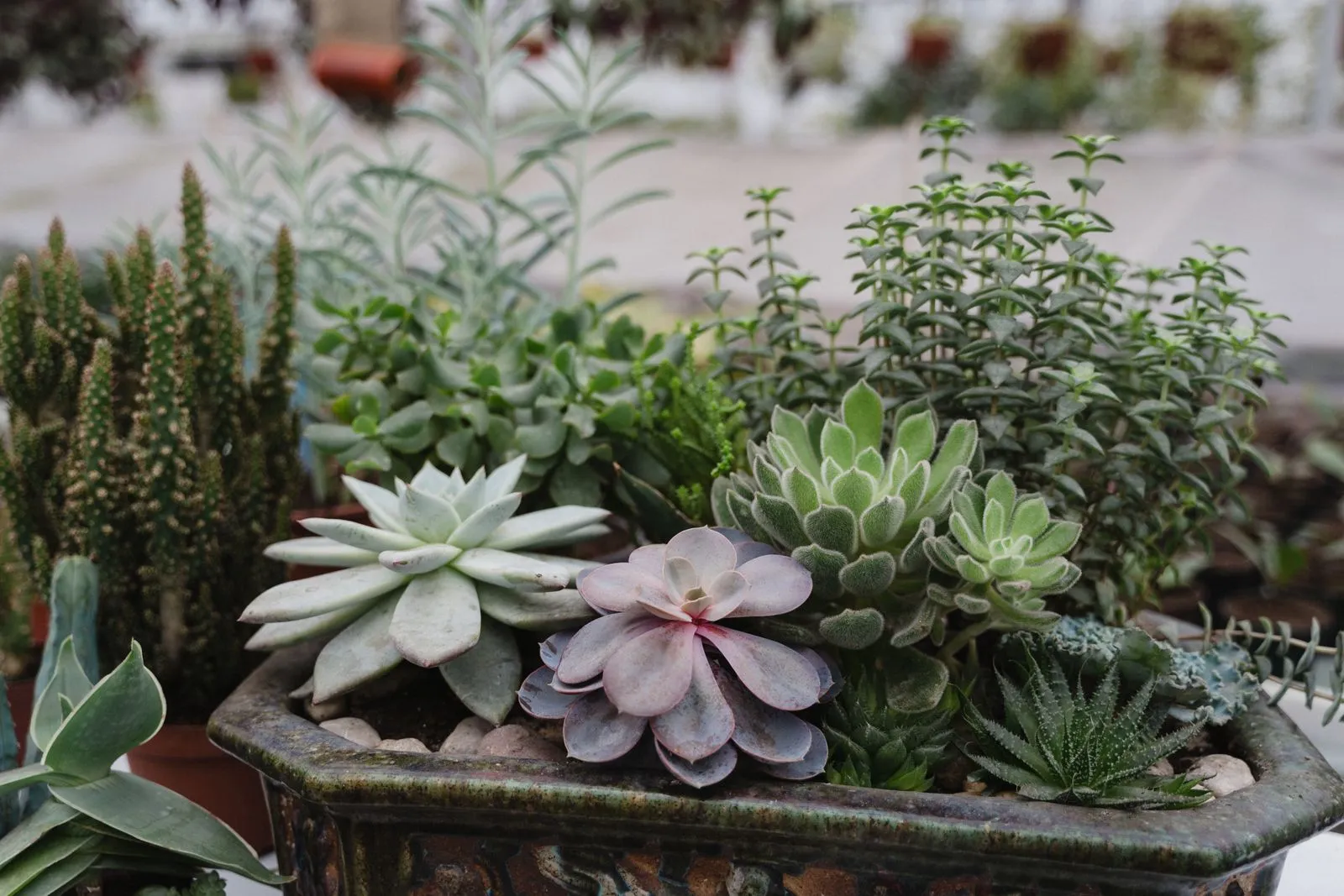 Close-up of diverse succulent plants in a decorative planter, showcasing various textures and colors.